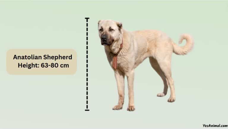 Anatolian Shepherd Size: How Big Are They Compared To Other?