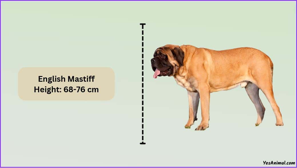 English Mastiff Size: How Big Are They Compared To Others?