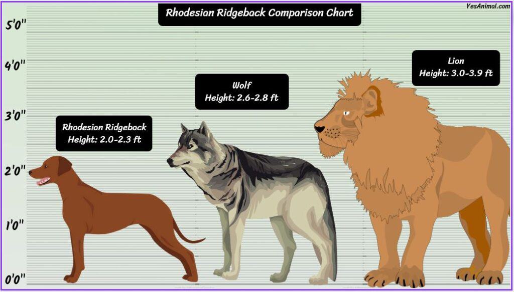 Rhodesian Ridgeback Size: How Big Are They Comparison?