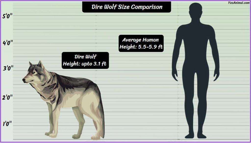 Dire Wolf Size: How Big Are They Compared To Others?
