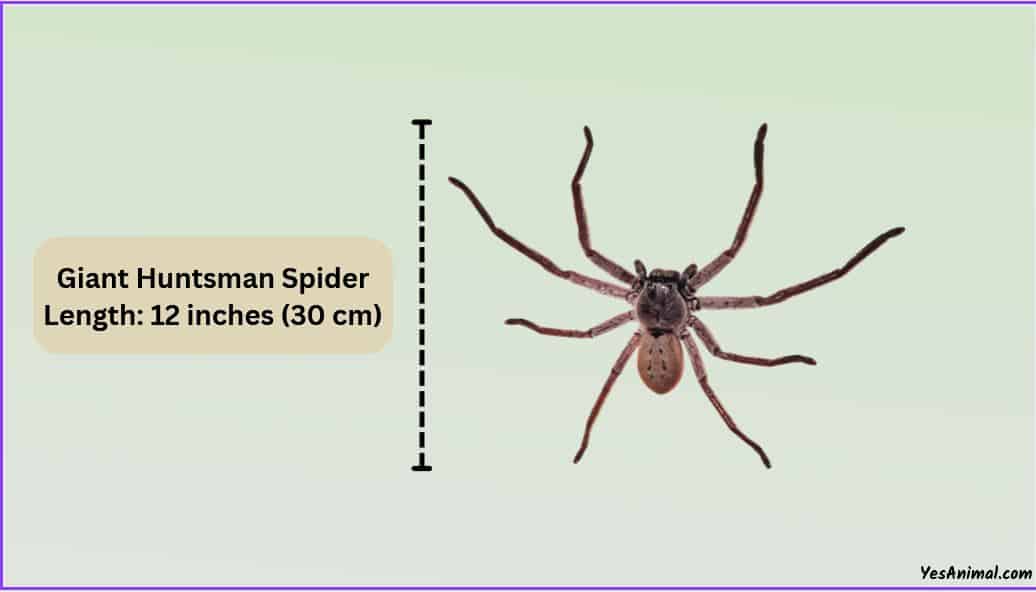 Giant huntsman spider size compared with other spiders