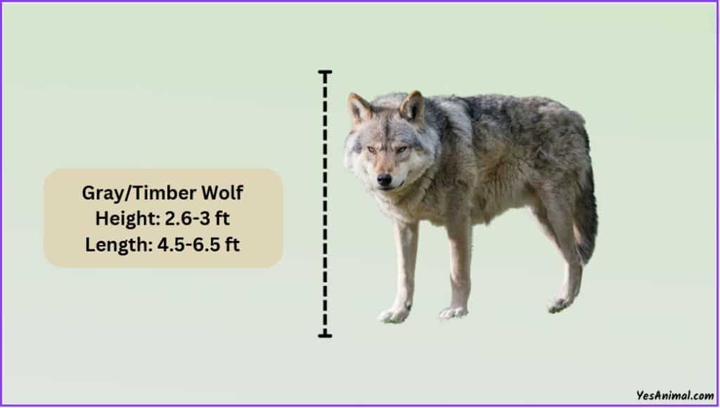 Gray/Timber Wolf Size: How Big Are They Compared To Others?