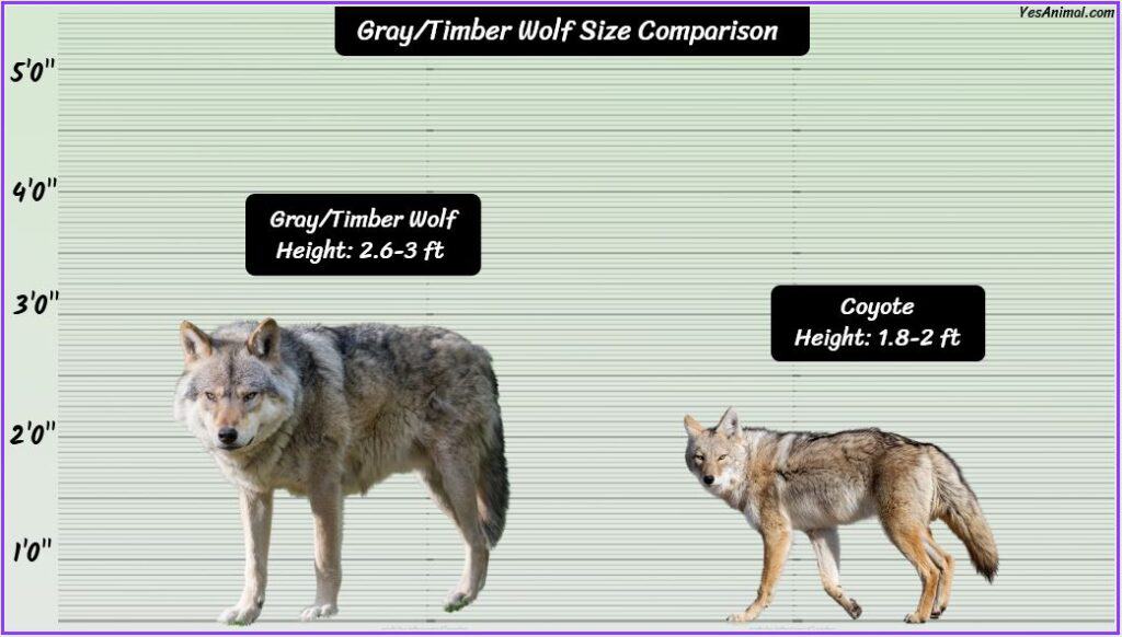 Gray/Timber Wolf Size comapred with coyote