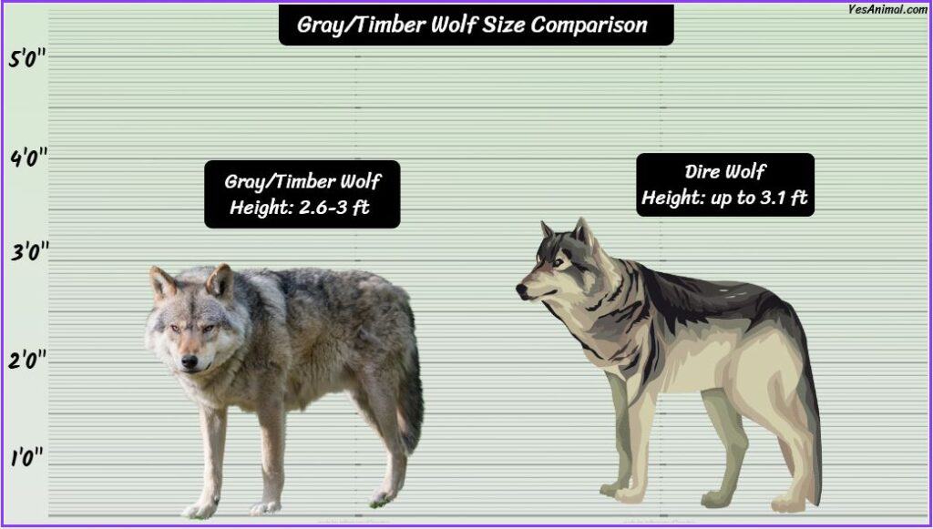 Gray/Timber Wolf Size comapred with dire wolf
