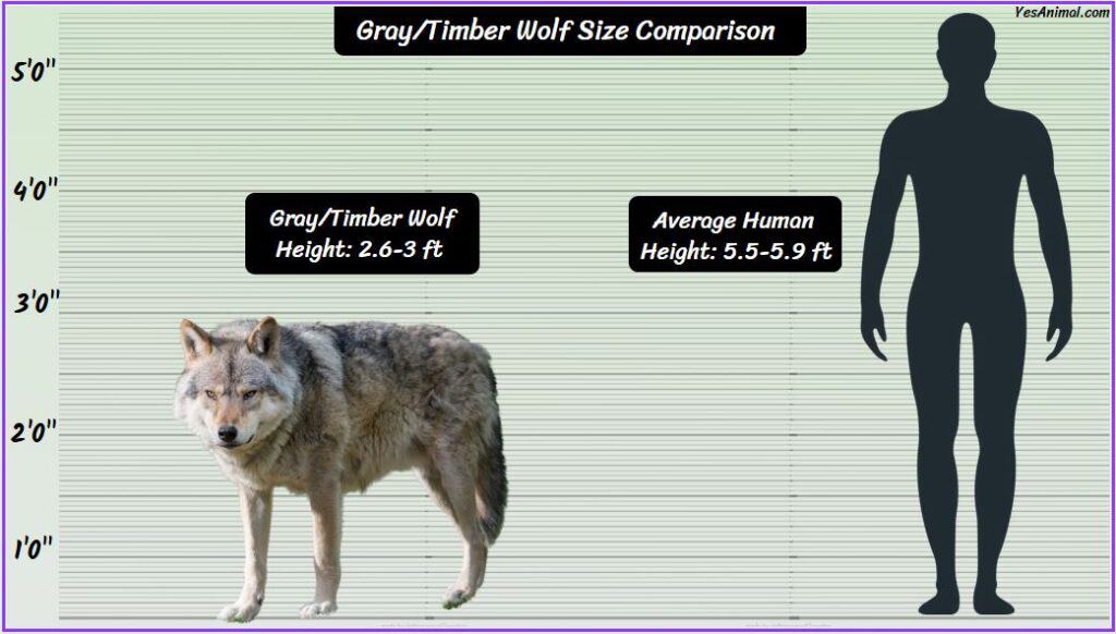 Gray/Timber Wolf Size: How Big Are They Compared To Others?