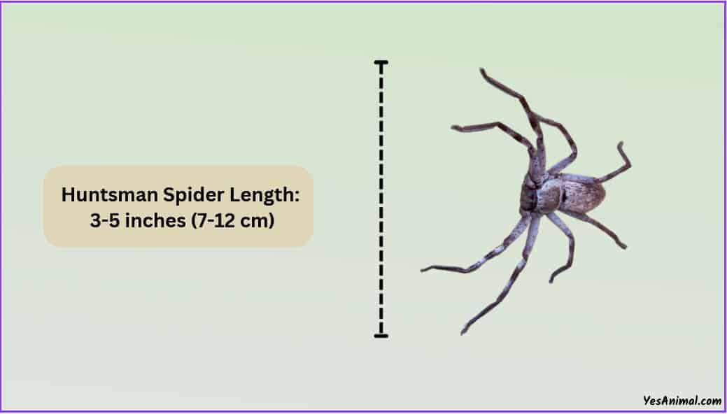 Huntsman Spider Size Compared With Others Types Of Spiders