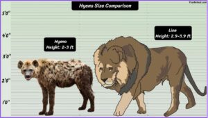 Hyena Size Explained: How Big Are They Compared To Others?