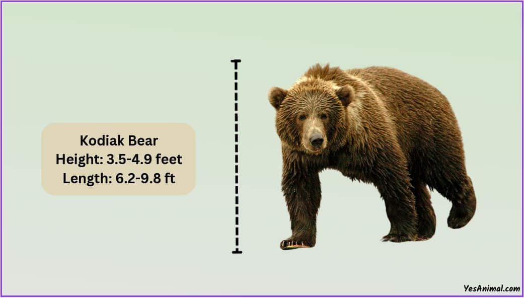 Kodiak Bear Size How Big Are They? Compared With Others
