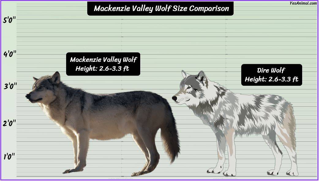 Mackenzie Valley Wolf Size: How Big Are They? Comparison