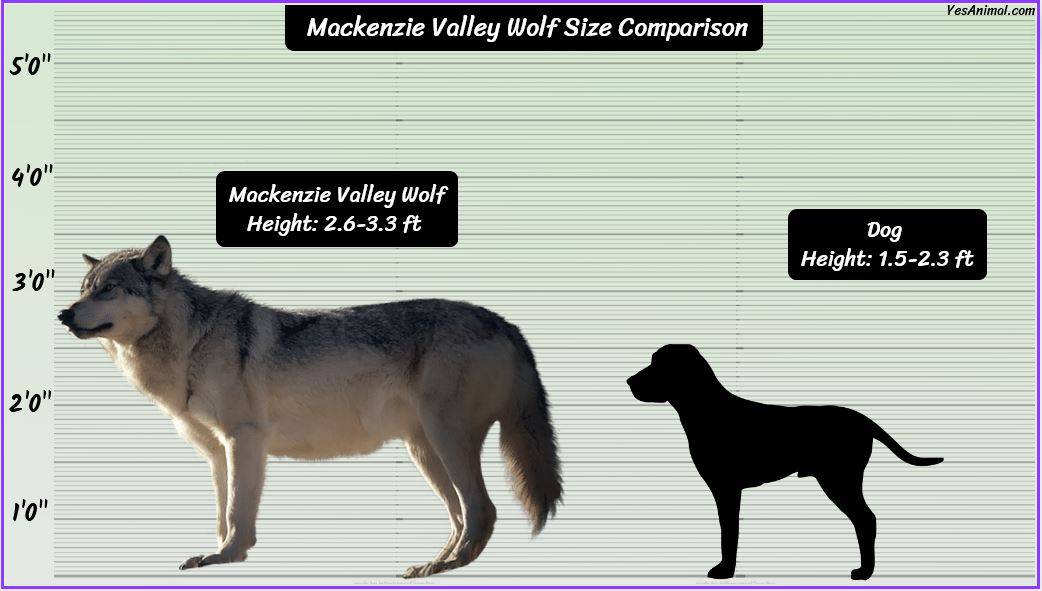 Mackenzie Size Chart