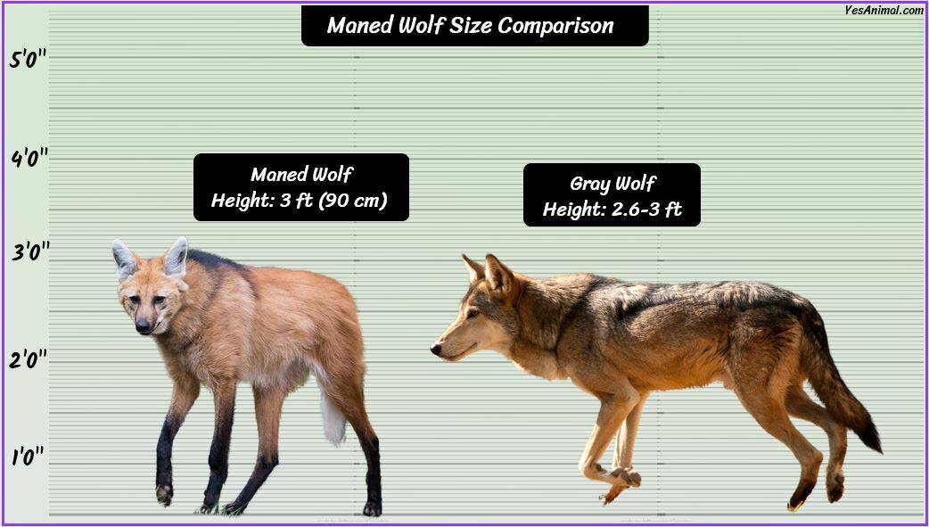 Maned Wolf Size: How Big Are They Compared To Others?
