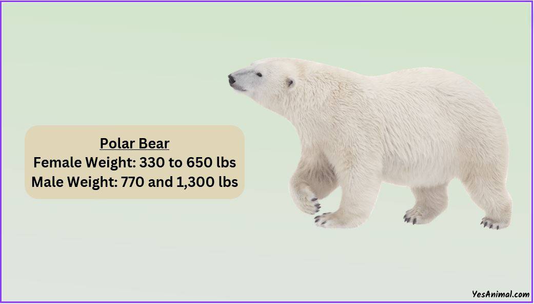 Polar bear weight how heavy are they with comparison