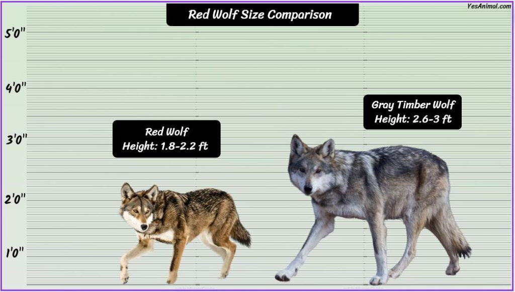 Red Wolf Size: How Big Are They Compared To Others?