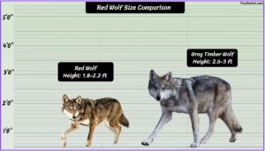 Red Wolf Size: How Big Are They Compared To Others?