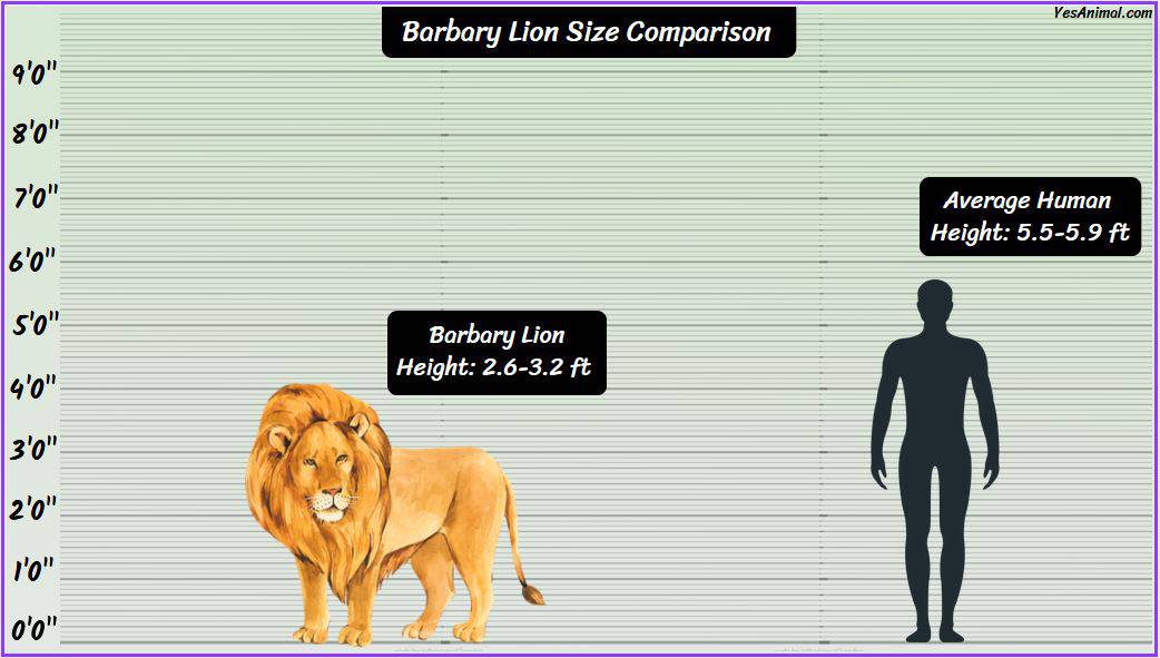 Barbary Lion Size How Big Were They Compared To Others?