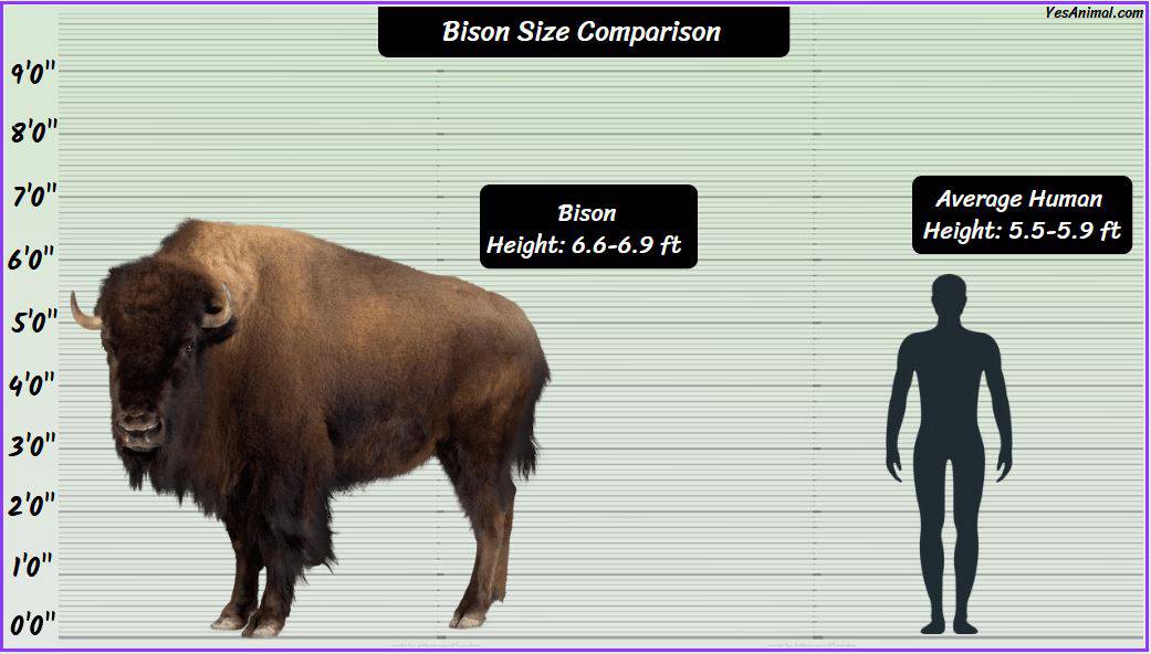 bison-size-explained-how-big-are-they-compared-to-others