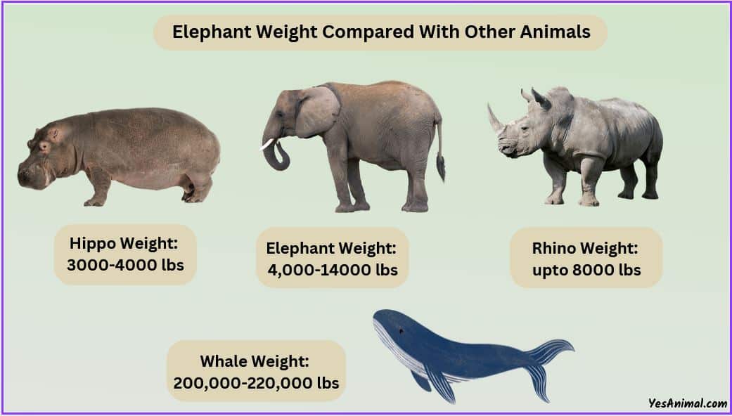 How much does an elephant weigh with comparison