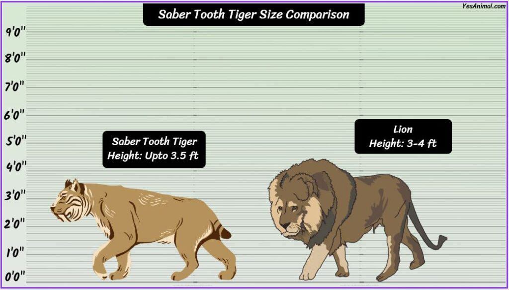 Saber Tooth Tiger Size: How Big Are They Compared To Others?