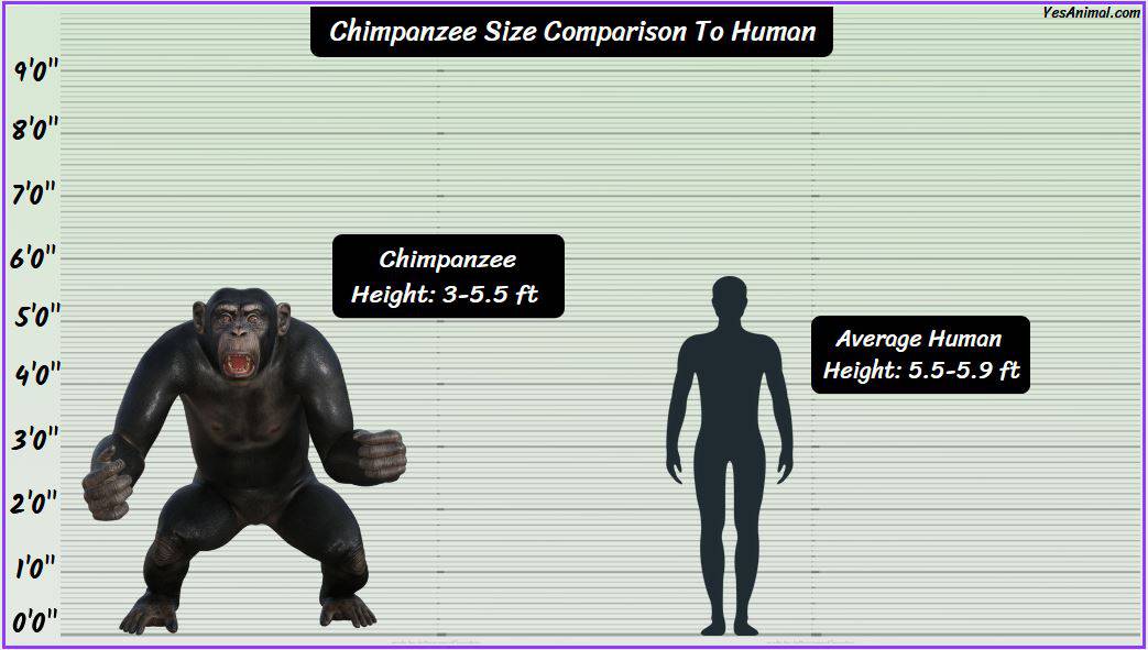 Chimpanzee size how big are they compared to others 