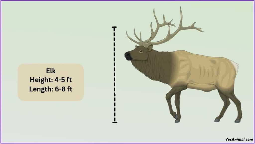 Elk Size: How Big Are They Compared To Others?