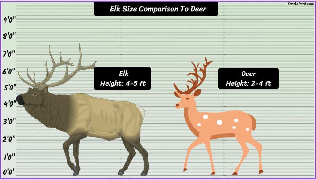 Elk Size: How Big Are They Compared To Others?