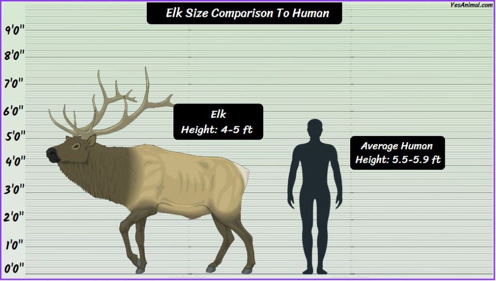 Elk Size: How Big Are They Compared To Others?