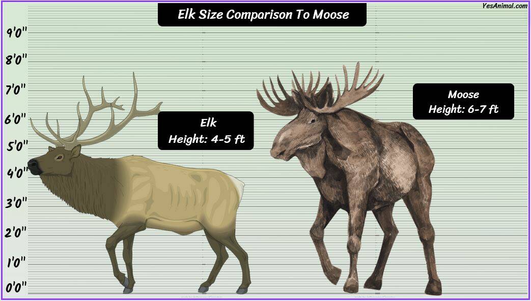 Elk Size How Big Are They Compared To Others elk-size-how-big-are-they-compared-to-others