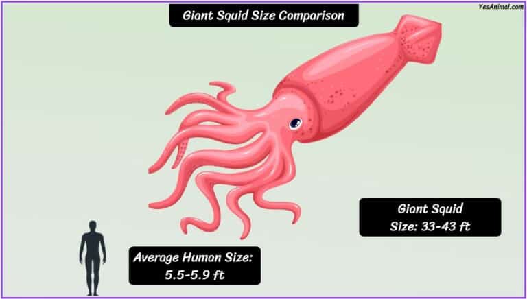 Giant Squid Size: How Big Are They Compared To Others?