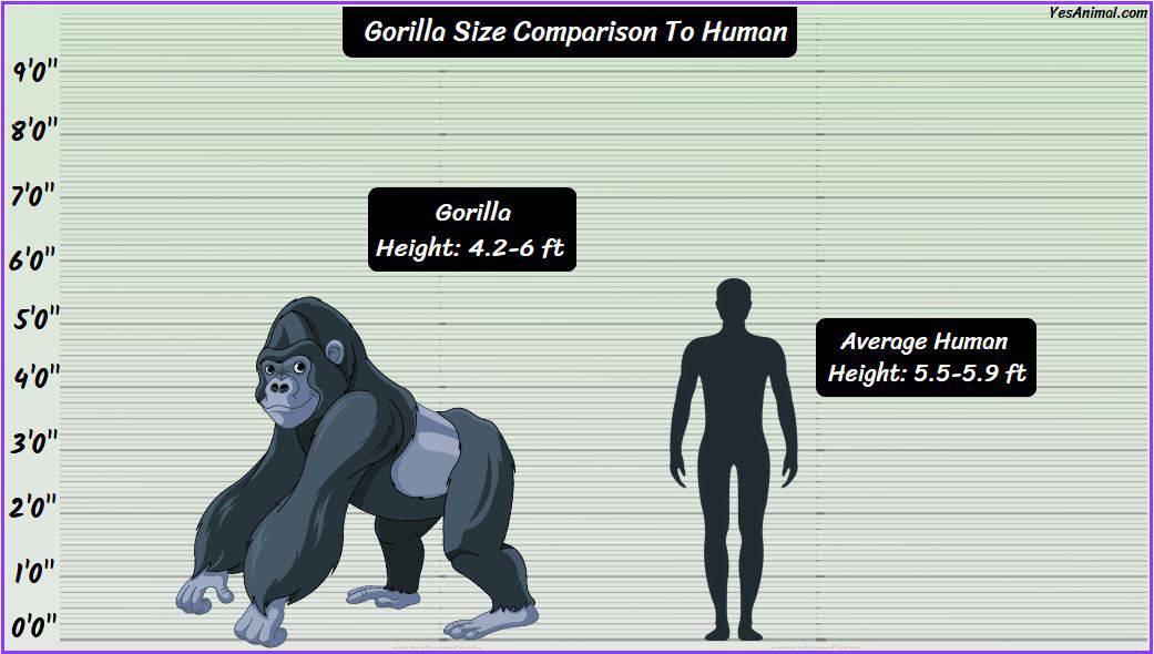 Gorilla size how big are they compared to others 