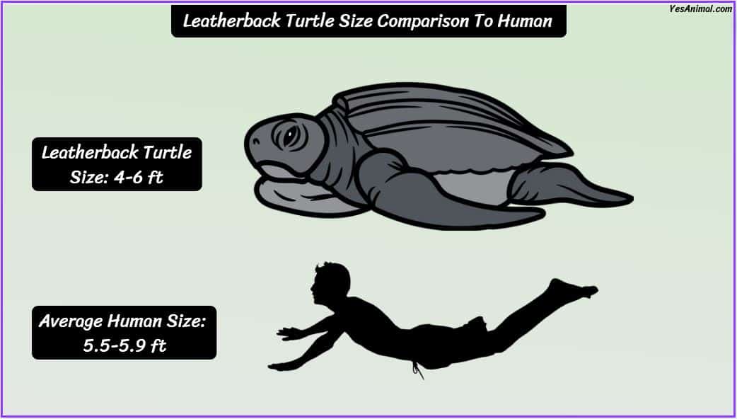Leatherback Turtle Size: How Big Are They Compared To Others