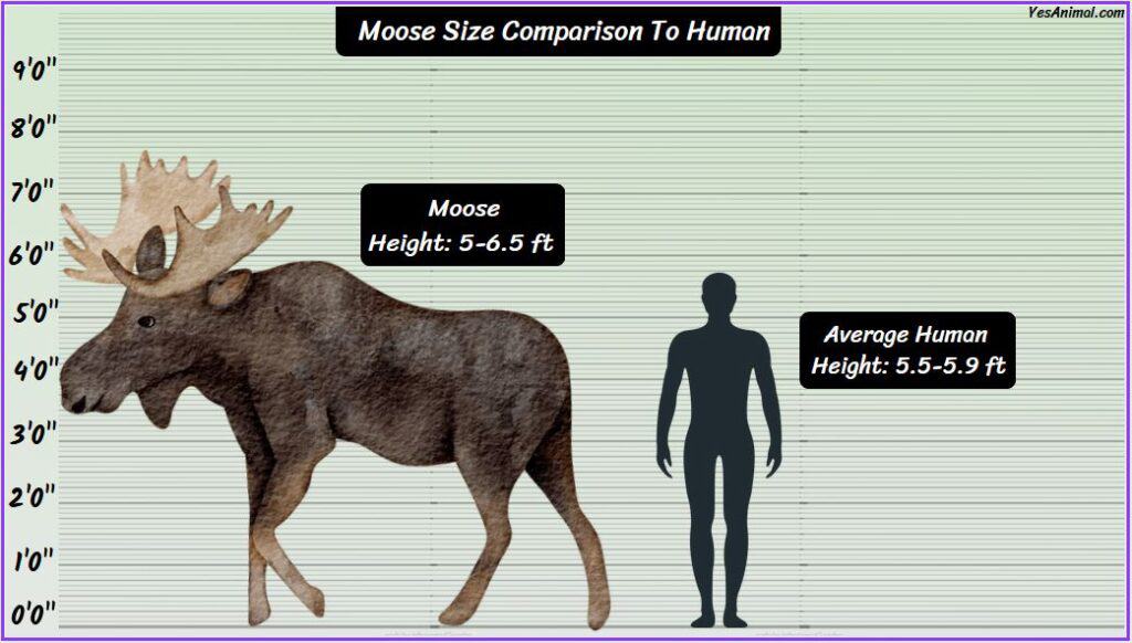 Moose Size How Big Are They Compared To Others 