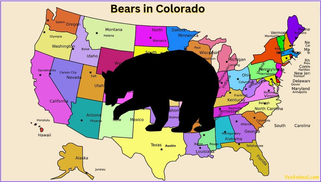 Are There Bears In Colorado Everything You Need To Know are-there-bears-in-colorado-everything-you-need-to-know