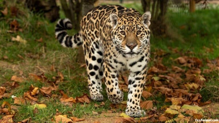 Jaguar In Florida Do They Still Inhabits Florida jaguar-in-florida-do-they-still-inhabits-florida