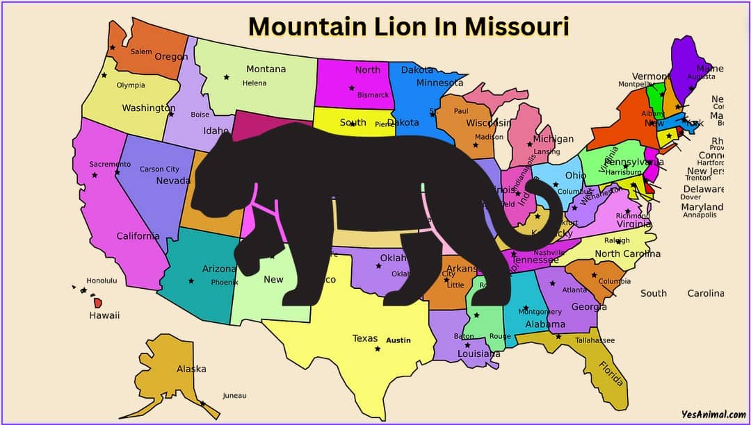 Mountain Lion In Missouri Are There Cougars In Missouri mountain-lion-in-missouri-are-there-cougars-in-missouri