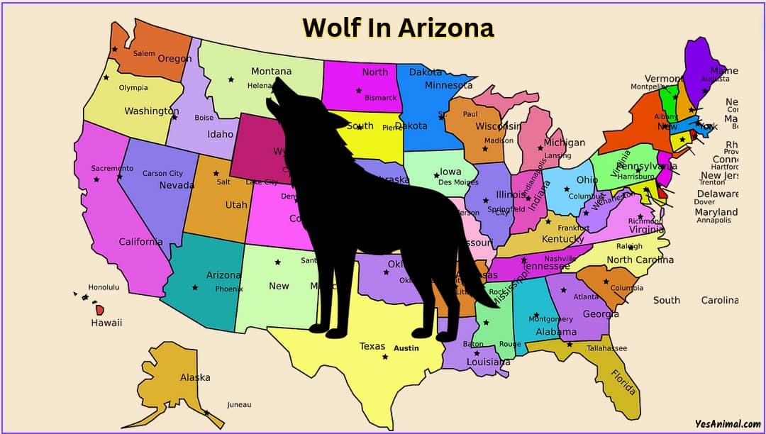 Wolf In Arizona Are There Wolves In Arizona?