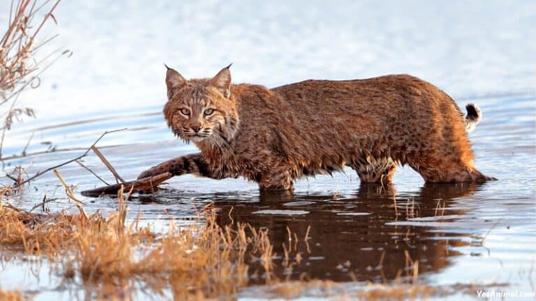 Bob Cat Ny