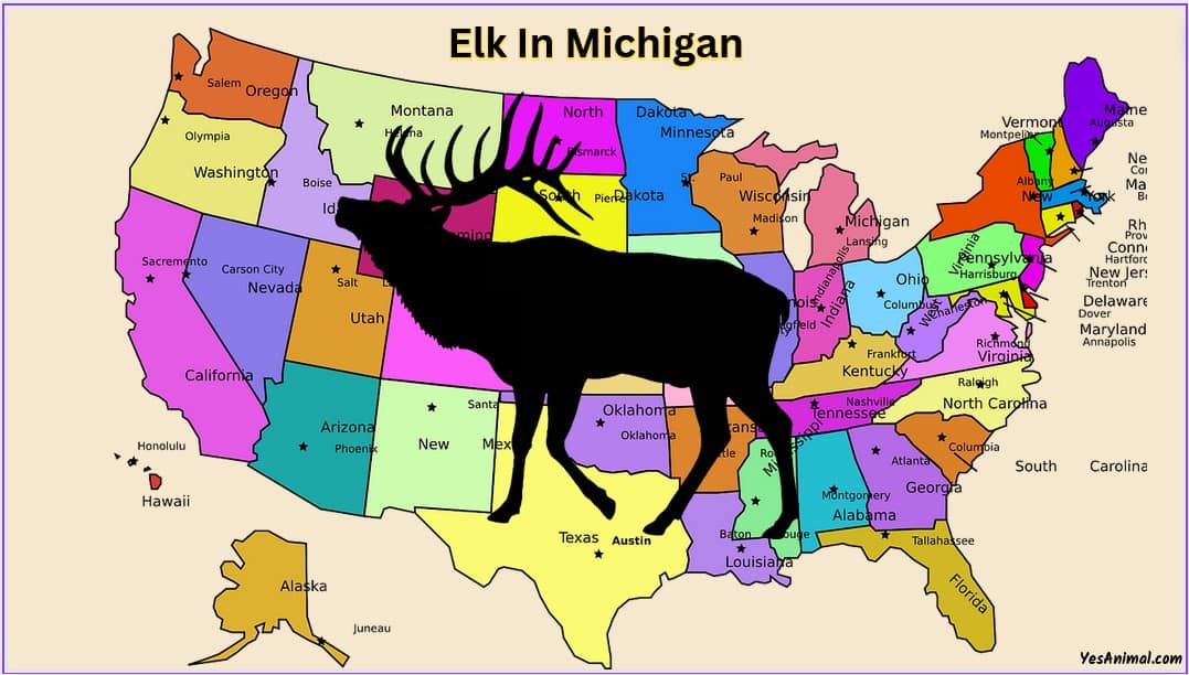 Elk In Michigan Everything You Need To Know About Them