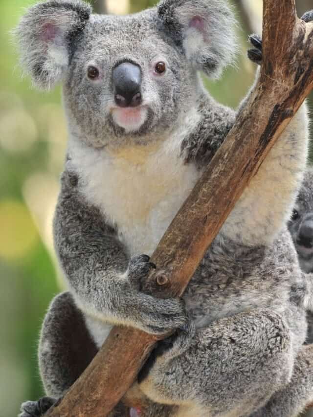 Koalas