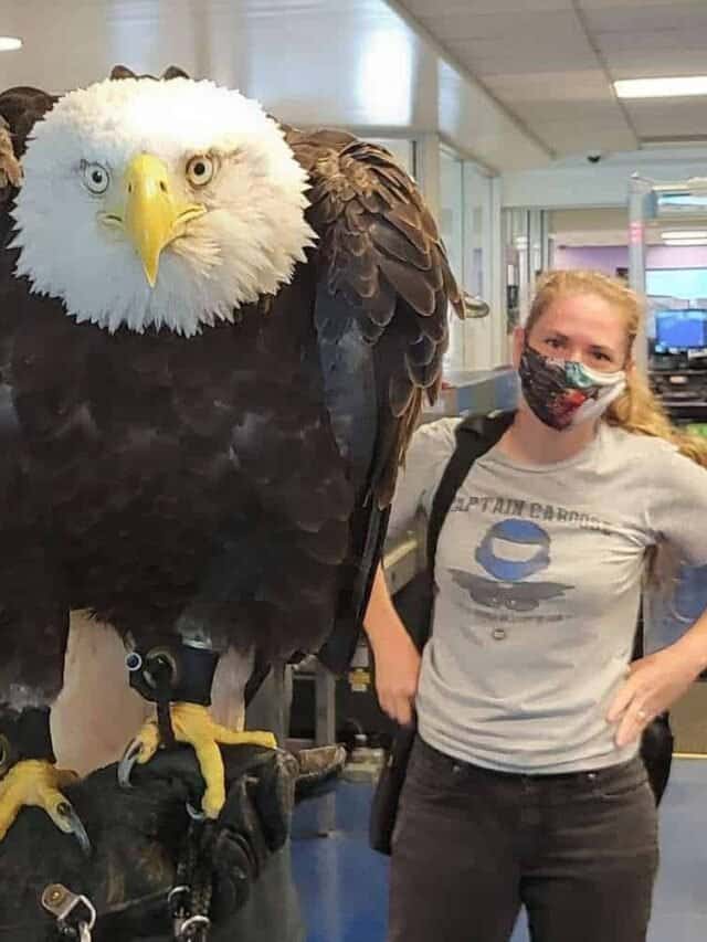 TAL-header-clark-the-eagle-charlotte-douglas-airport-EAGLEAIRPORT0822-9fad30fcd9334d67b3f3866bf1e64b46