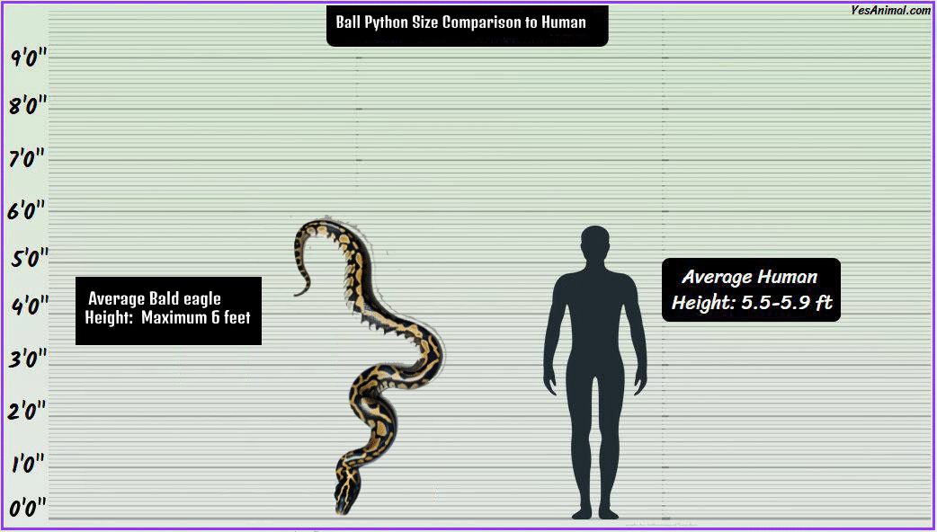 Ball Python Size Explained: How Big Are They Compared To Others? | Yes ...