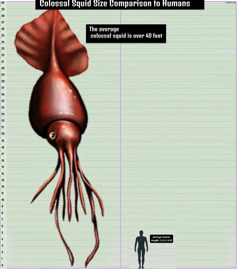 Colossal Squid Size Comparison to Humans