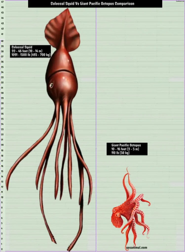 Colossal Squid Vs Giant Pacific Octopus Comparison