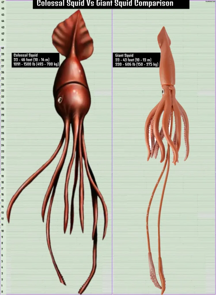 Colossal Squid Vs Giant Squid Comparison