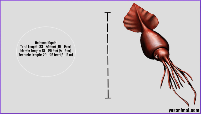 colossal squid size