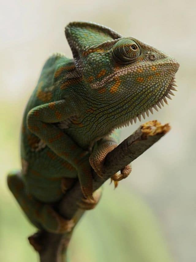 8 Animals in the world with the shortest lifespan (7)