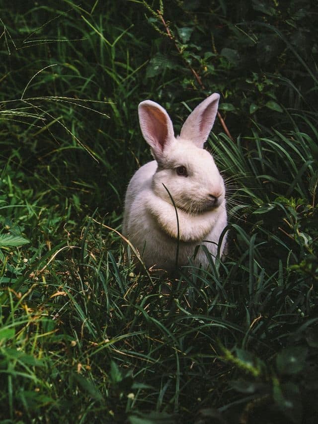 The top 7 easiest-to-manage adoptable pets
