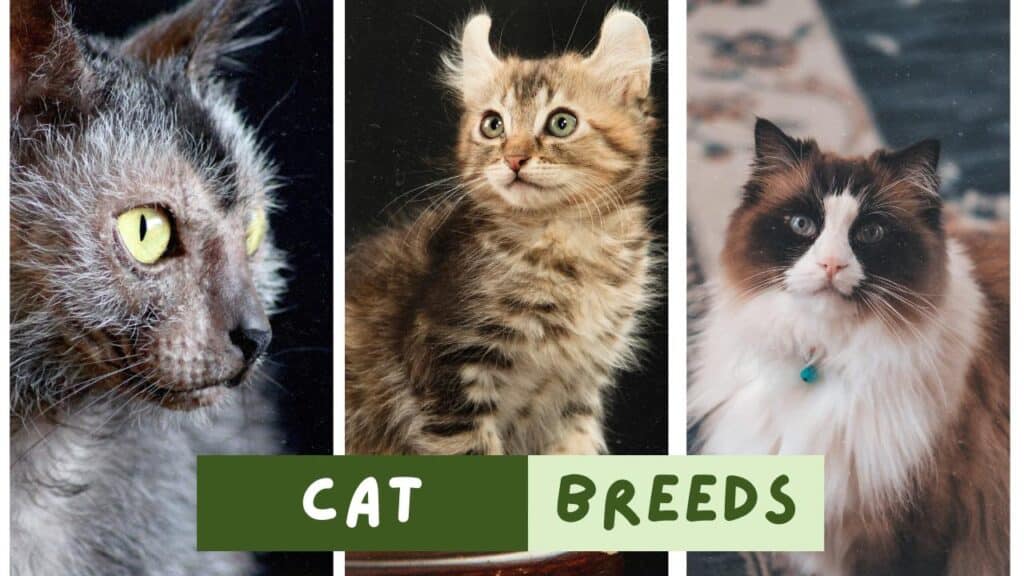 Unveiling Unique Cat Breeds: From Hairless Wonders to Owl-Eared Cuties 2024