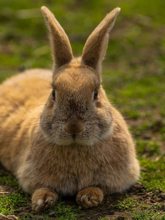 Who is the best animal in this world