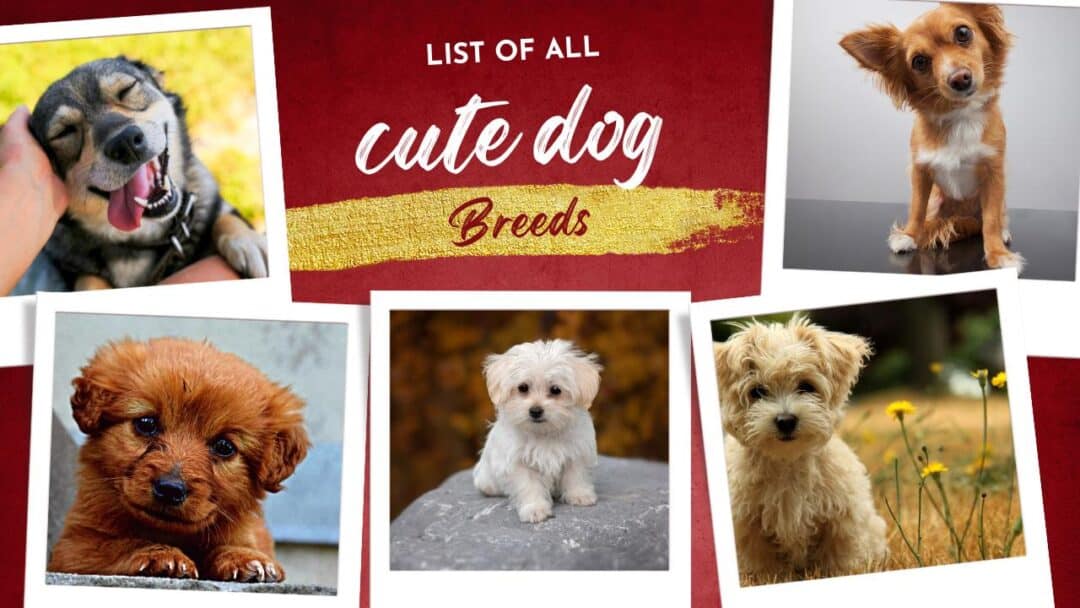 Cute Dog Breeds Top 20 Most Adorable Dog Breeds 2024 Yes Animal