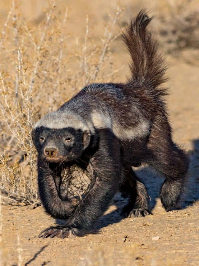 Honey Badger